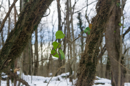 Green leaves on a tree in the winter forest. Selective focus.