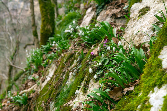 snowdrops growing on the rocks in mountain forest