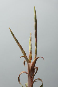 Close-up of Tillandsia plant which is starting to bloom. It has silvery leaves. Photo with maximum depth of field on neutral background.