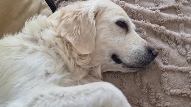 The camera focuses on the contented face of a dog, eyes soft and calm, as its owner's hand gently brushes across its fur. The tender moment showcases pure love and the deep connection between them.