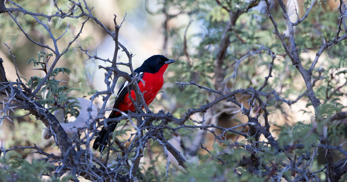 a crimson-breasted shrike close-up