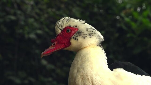 Portrait of a Muscovy duck lifting its head to look directly at the lens