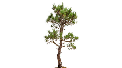 Obraz premium Pinus heldreichii tree isolated on transparent background cut out
