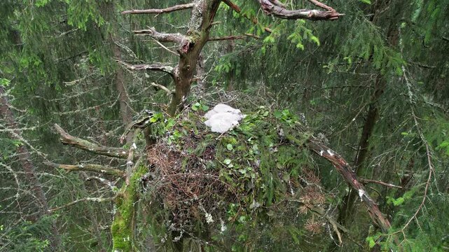 Northern goshawk Accipiter gentilis chicks in nest in forest canopy Norway spring