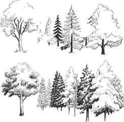 Fototapeta premium Hand drawn trees set, forest sketch collection, detailed botanical line art, various tree types, nature illustration pack – vector illustration