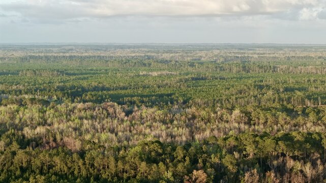 Aerial view of a lush tapestry of green and brown woodlands stretches to the horizon under a soft, diffused light, St. Augustine, Florida, United States.