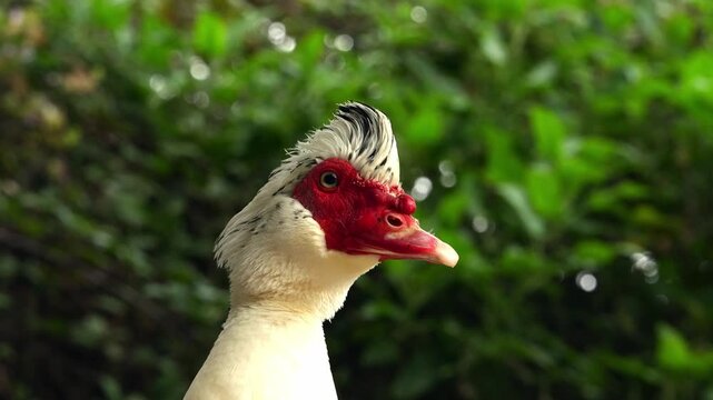 Close-up of a Muscovy duck with a black and white crest and red face.