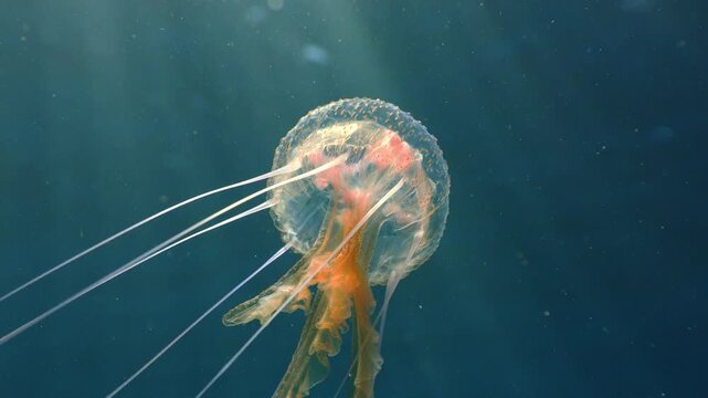 Transparent Pelagia noctiluca swimming with extended tentacles under bright sunlight.