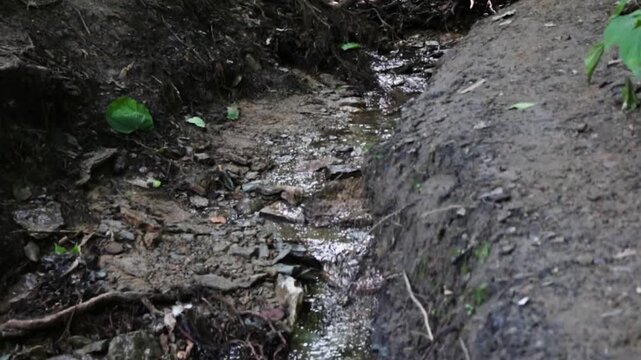 Small trickling stream in a forest with leaves