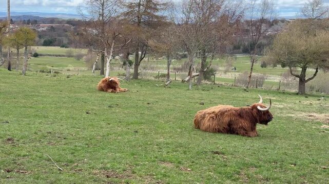 Rural landscape with Highland cattle in field. Handheld