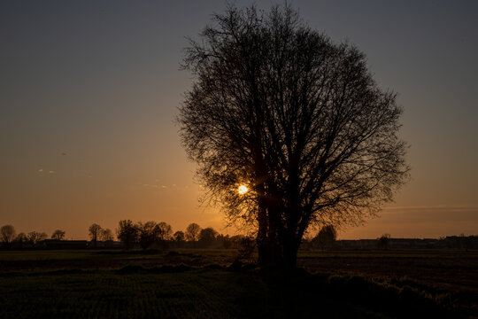 Un albero al tramonto nella campagna italiana, fotografia in controluce, il sole filtra attraverso i rami
