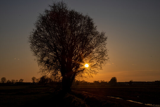 Un albero al tramonto nella campagna italiana, fotografia in controluce, il sole filtra attraverso i rami con un effetto a stella