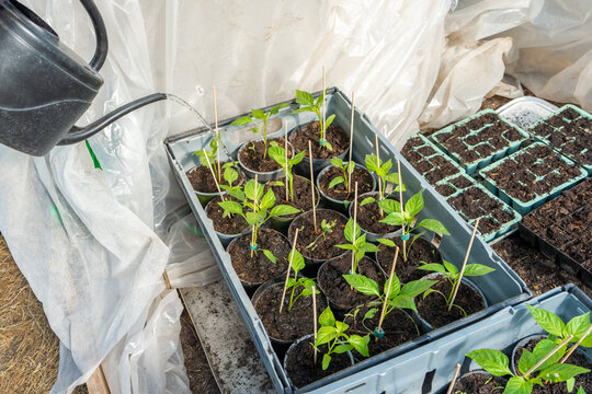 Farmer watering paprika seedlings ina green house in spring.