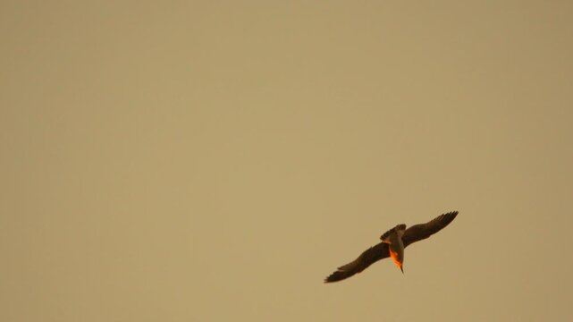 Bird flying sunset silhouette soaring freedom against warm orange sky in beautiful nature wildlife Vertical video
