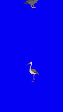 Birds on transparent background animation.