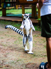Fototapeta premium Ring-tailed lemur standing upright in a natural park setting