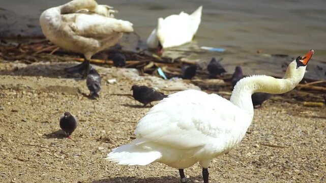 Riverbank scene with swans and pigeons interacting along shallow shoreline. Depicts urban wetland coexistence, natural adaptation, ecological balance, and wildlife behavior in transitional habitat.
