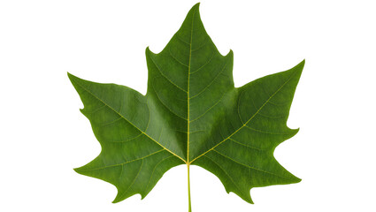 Fototapeta premium Single green maple leaf with serrated edges, isolated on transparent background