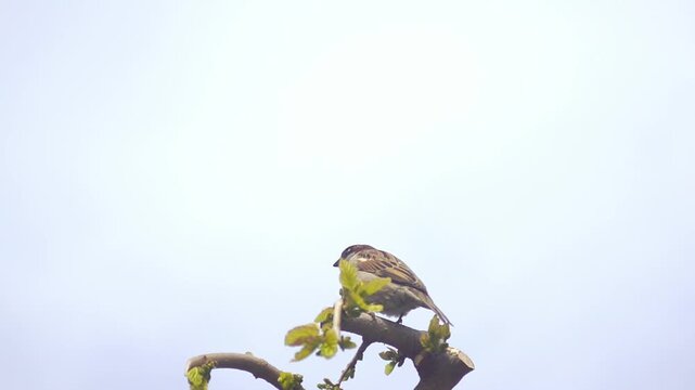 Sparrow perched on pruned mulberry tree branches with fresh leaves against overcast sky. Reveals still wildlife moment, urban spring ecology, and subtle behavioral observation in natural setting.