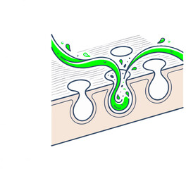 Naklejka premium Diagram of plant vascular system xylem and phloem transport