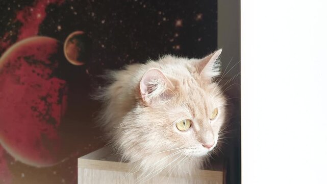 A fluffy peach-colored cat gazes thoughtfully against a cosmic backdrop with planets and stars, blending domestic charm with a touch of outer space magic.