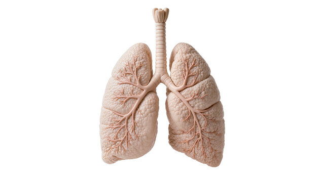 Human respiratory system trachea and lungs, isolated on transparent background