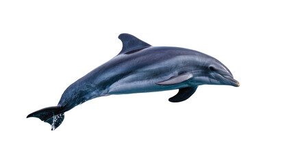 Sleek grey dolphin leaping, isolated on transparent background © Noah