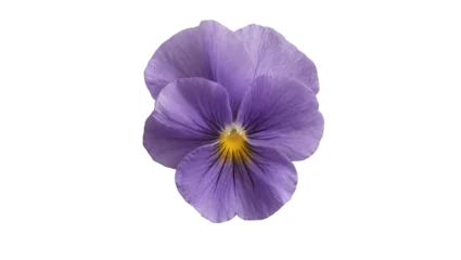 Fototapeten Stiefmütterchen Single purple pansy flower with yellow center, isolated on transparent background  © Noah