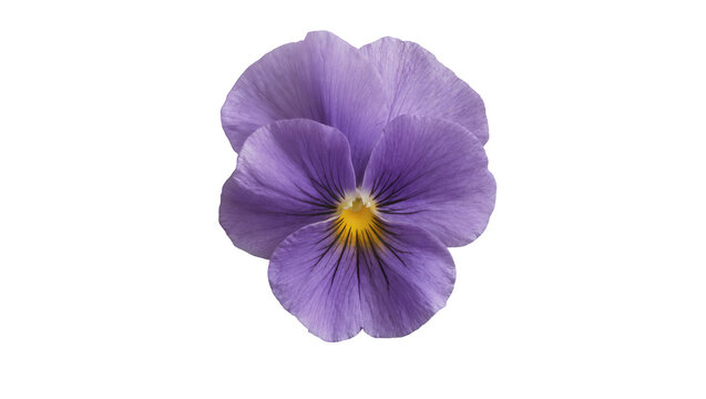 Single purple pansy flower with yellow center, isolated on transparent background