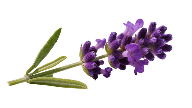 Purple lavender flower sprig with green leaves, isolated on transparent background