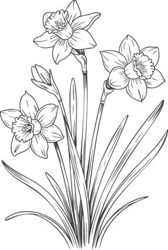 Classic daffodil blooms botanical line sketch.