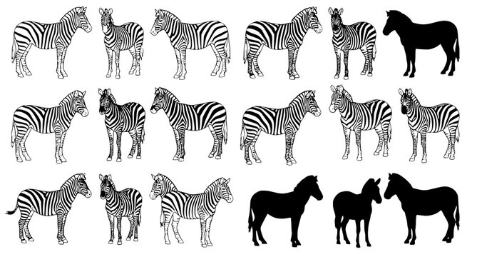 A vector graphic illustration of multiple zebra and horse silhouettes in various poses on a white background