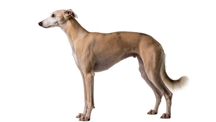 Fototapeta premium Slender fawn whippet dog standing, isolated on transparent background