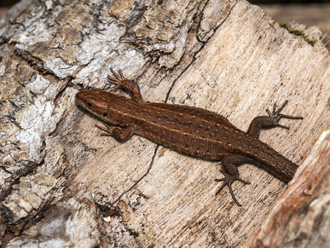 A Common Lizard on a Log
