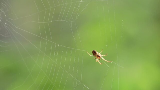 Close-up of a spider weaving its web on a green background