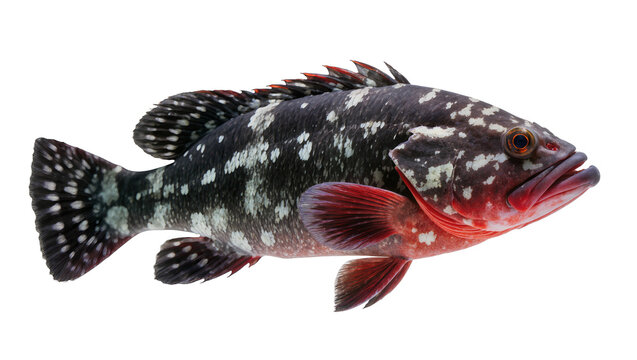 Dark spotted grouper fish with red fins, isolated on transparent background