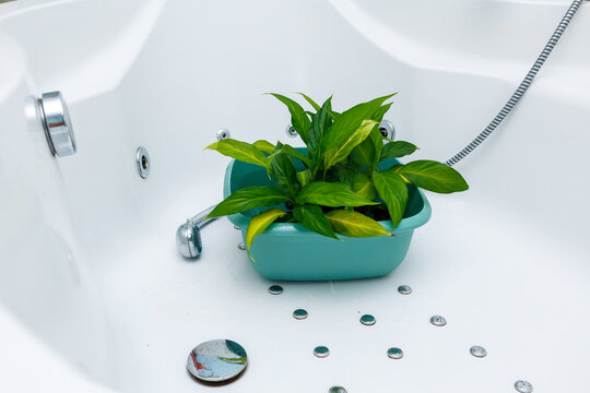 Watering houseplants in bathtub using shower for plant care