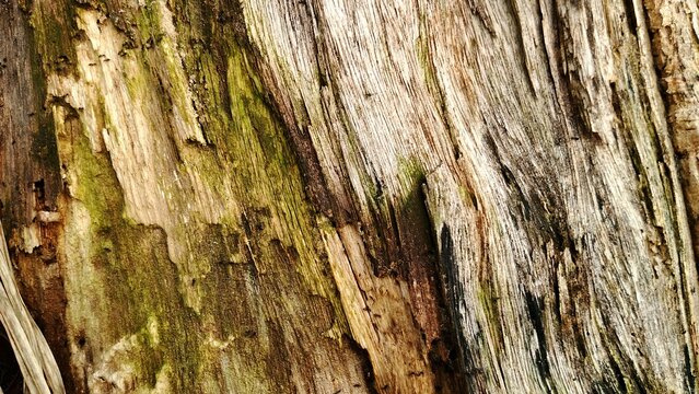 Detailed close-up of aged wood surface covered with moss, showing natural texture and organic patterns.

