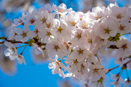 Japanese cherry Blossom (Sakura tree) spring season or hanabi season in japan, outdoor pastel color background