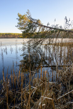 Falled tree on Lake Dlugie on a sunny spring day in Wesiory, Kashubia, Poland
