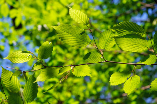 Young leaves of common hornbeam in backlight of spring sun.