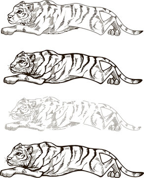 Set Line sketch drawing crawling tiger hunting. Linocut ink doodle style shading outline wild animal Simplified minimalist drawing zoo Clip art Hand-drawn graphics animal protection Thin thick lines 