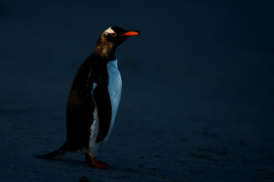 Single gentoo penguin standing on a dark beach in low blue evening light on the Falkland Islands. Colors: blue, black, orange.
