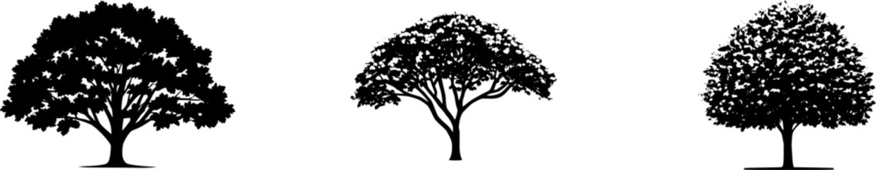 Fototapeta premium A highly detailed European Hornbeam tree stands alone on a pure white background, its fluted trunk and finely serrated leaves captured in stunning photorealism with bright studio lighting and