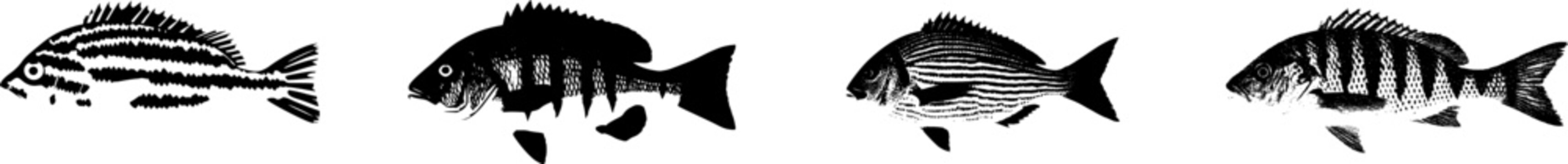 A highly detailed, photorealistic image of a whole raw Sheepshead fish showcases its distinctive black vertical stripes and human-like teeth against a pure white background