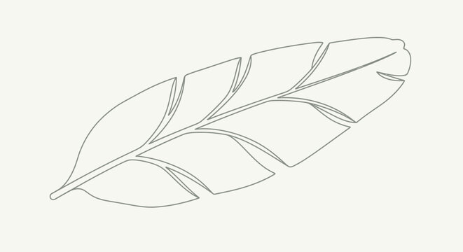 Detailed drawing of a single feather.
