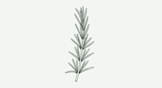 A single rosemary herb sprig stem.