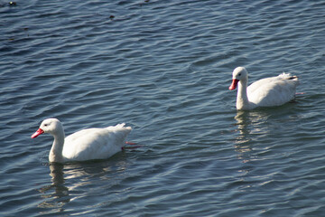 Obraz premium Two swans swimming in blue waters in southern Chile