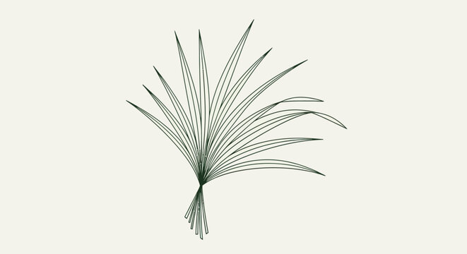 Palm leaf plant close up.