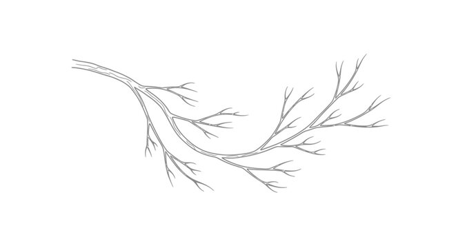 Dried leafless tree branch detail.